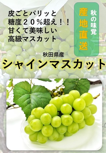 秋田県産シャインマスカット 家庭用 2房[乳酸菌散布] 皮ごと食べられる 種なし ぶどう 葡萄 フルーツ 果物 産地直送[BARUバイオジャパン吉村(株)][B4-9907]