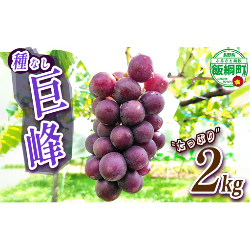 ぶどう 種なし巨峰 約2kg ( 3 〜 5 房 ) 有限会社ブラベリーファーム 配送先は本州限定 2026年9月下旬頃から2026年11月上旬頃まで順次発送予定 令和8年度収穫分 長野県 飯綱町 [2043]