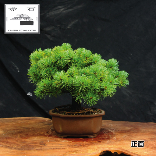 赤石の泉 赤石五葉松（鉢植え） E-33