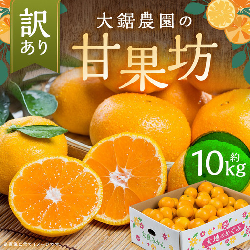 【 訳あり 】 大鋸農園 の 甘果坊 10kg みかん 太良みかん 温州みかん 果物 フルーツ 甘い柑橘 ノーワックス 果実 柑橘類 佐賀県 太良町 【2026年10月下旬～12月下旬まで順次出荷予定】