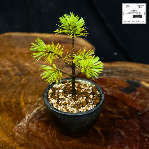 赤石の泉 赤石五葉松（鉢植え） F-164