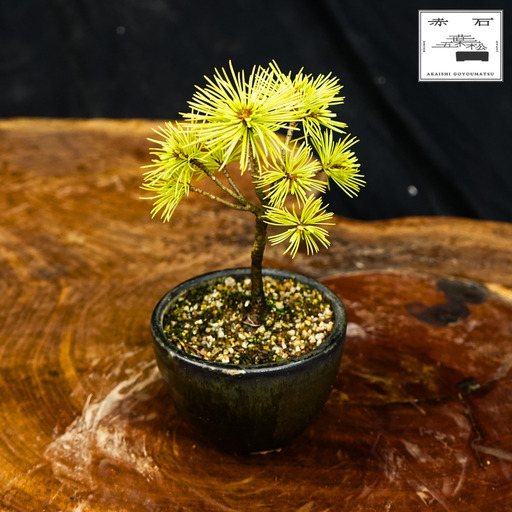 赤石の泉 赤石五葉松（鉢植え） F-170