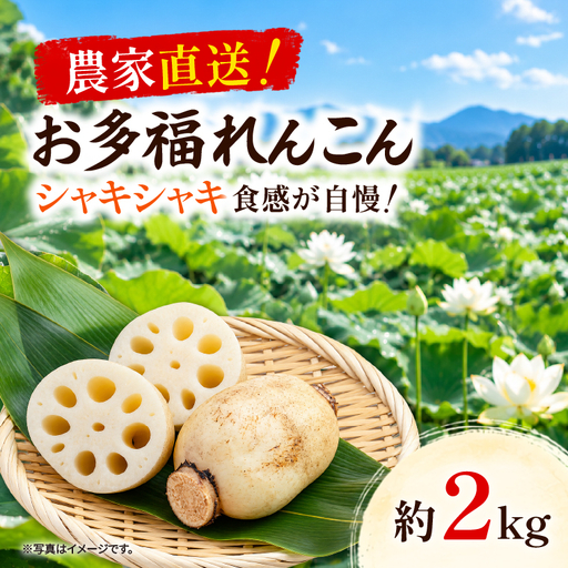 先行予約 れんこん 2kg お多福れんこん 蓮根 レンコン 農家直送 産地直送 新鮮 野菜 根菜 有機肥料 【2026年9月より順次発送】（111-01）