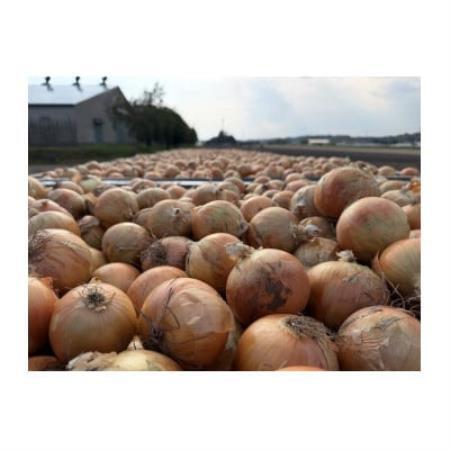 ほなみ玉ねぎ　コミ玉10kg【配送不可地域：離島・沖縄県】【1785865】