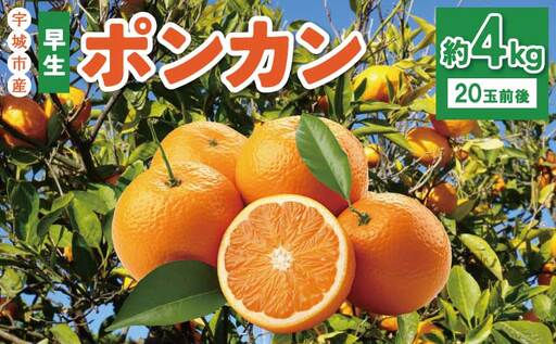 先行予約 みかん 早生ポンカン 約4kg(20個前後)[2026年12月上旬から12月下旬発送予定]