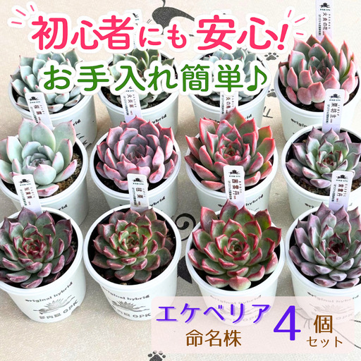 エケベリア 命名株 おまかせ 4個 セット 【多肉屋GPK】