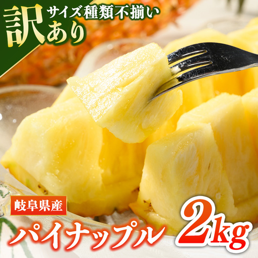 【先行予約】【訳あり】岐阜県瑞穂市のオジイ パイナップル 2kg | パイナップル パイン フルーツ 果物 果実 完熟 ジューシー デザート 訳あり 人気 岐阜 瑞穂市 産地直送 送料無料 ※2027年7月～発送