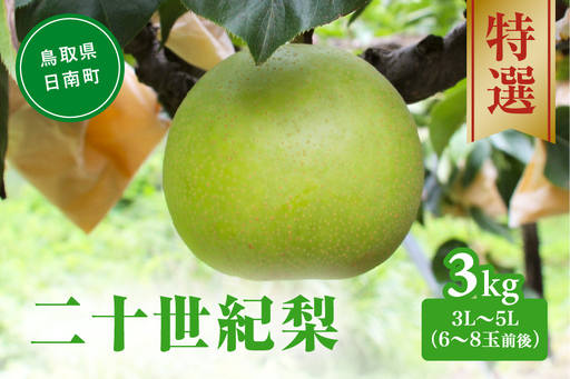 【令和9年産先行予約】二十世紀梨 特選3㎏ 3L～5L(6～8玉前後) 梨 なし フルーツ 鳥取 高間商店
