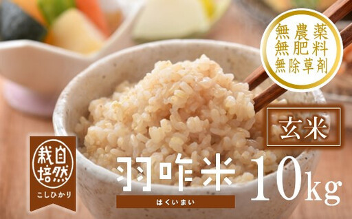 令和8年産 羽咋米 玄米 10kg 羽咋米