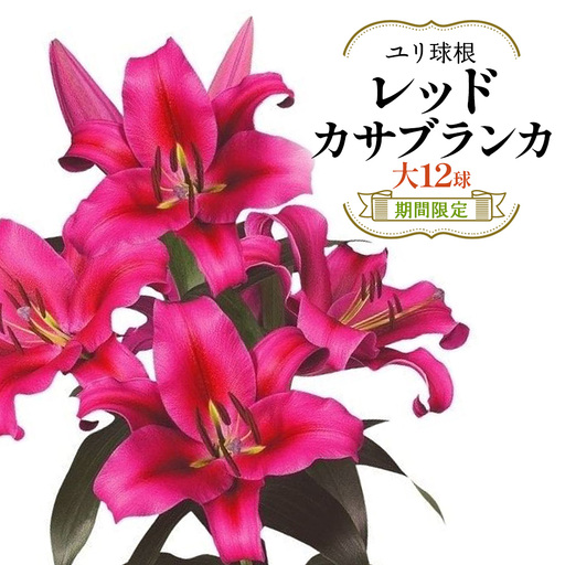 【期間限定】ユリ球根 大球レッドカサブランカ 12球 赤花品種 花 フラワー 園芸 ガーデニング 植物 高品質 送料無料