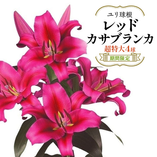 【期間限定】ユリ球根 超特大球レッドカサブランカ 4球 黄花品種 花 フラワー 園芸 ガーデニング 植物 高品質 送料無料