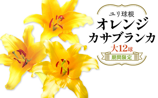 【期間限定】ユリ球根 大球ゴールデンカサブランカ 12球 橙花品種 花 フラワー 園芸 ガーデニング 植物 高品質 送料無料