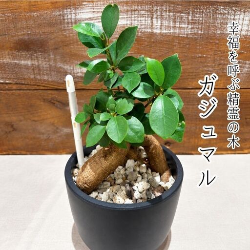 幸福を呼ぶ精霊の木「ガジュマル」