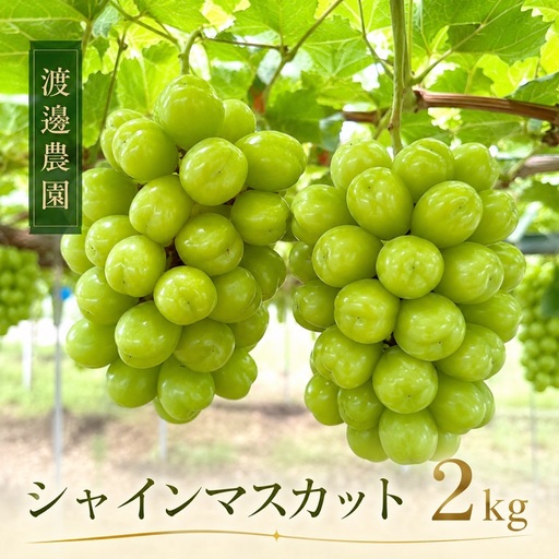 渡邊農園　シャインマスカット約2kg（3～4房入り）【令和9年8月下旬頃発送！予約受付中】【B-79】