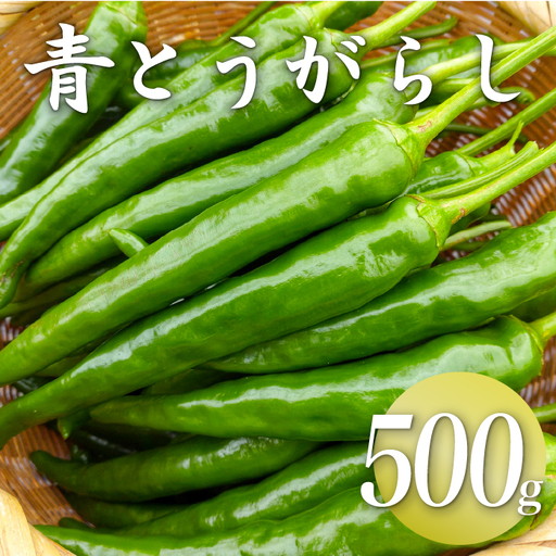 三原村産　ゆず農家が作る　大きな青唐辛子”大紅”   500ｇ　長さ８～15㎝！