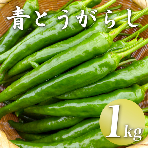 三原村産　ゆず農家が作る　大きな青唐辛子”大紅”   1000g　長さ８～15㎝！