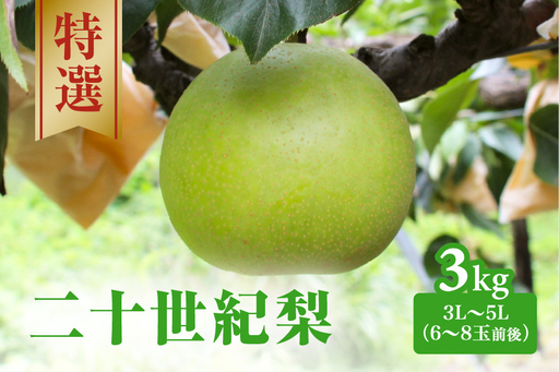 【令和9年産先行予約】二十世紀梨 特選3㎏ 3L～5L(6～8玉前後) 梨 なし フルーツ 鳥取 高間商店 日野町