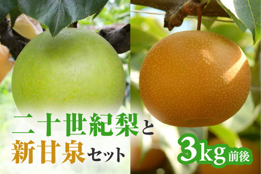 【令和9年産先行予約】二十世紀梨と新甘泉のセット 3kg前後 梨 なし フルーツ 鳥取 高間商店 日野町