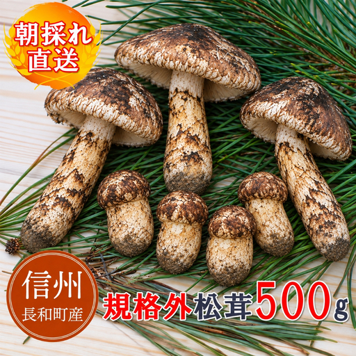 [訳アリ規格外]令和8年産天然松茸 マツタケ500g 朝採れ直送 信州長和町産 自生産地直送 冷蔵便