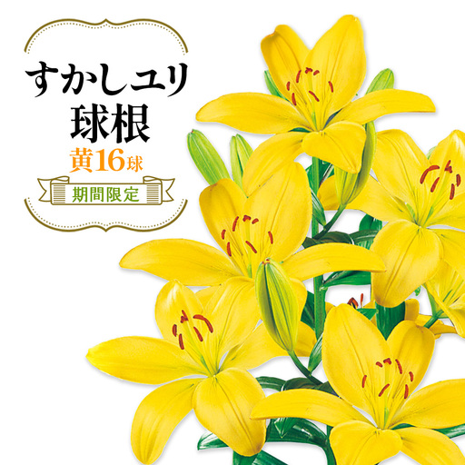 【期間限定】ユリ球根 すかしユリ 黄花16球 黄花品種 花 フラワー 園芸 ガーデニング 植物 高品質 送料無料