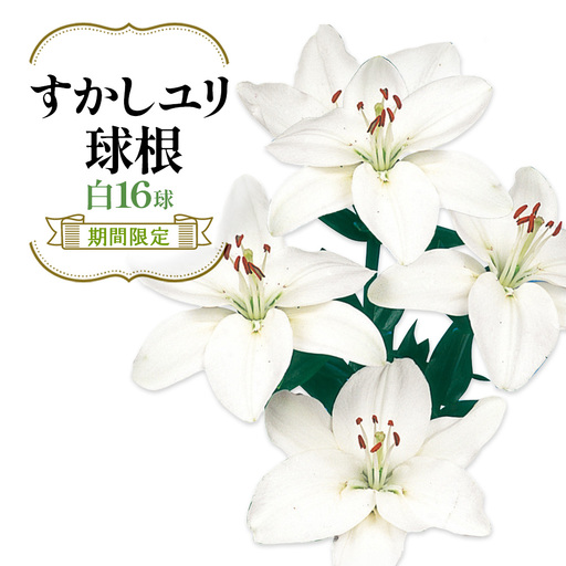 【期間限定】ユリ球根 すかしユリ 白花16球 白花品種 花 フラワー 園芸 ガーデニング 植物 高品質 送料無料