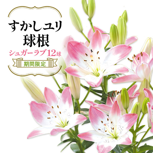 【期間限定】ユリ球根 すかしユリ シュガーラブ 12球  花 フラワー 園芸 ガーデニング 植物 高品質 送料無料