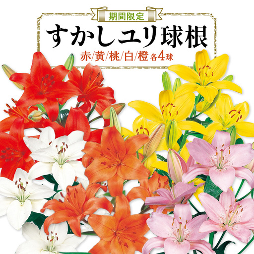 【期間限定】ユリ球根 カラフルすかしユリセット5色20球  花 フラワー 園芸 ガーデニング 植物 高品質 送料無料