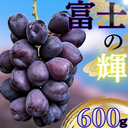 朝日町産 ぶどう 「富士の輝」600g特秀品 2026年産 農家直送 山形県 朝日町産 山形産 高級 ブドウ 葡萄 グレープ 果物 フルーツ 秋 送料無料