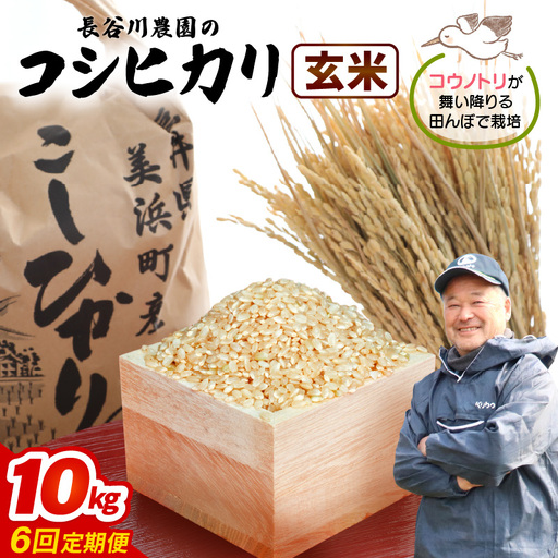 【玄米】定期便 ≪6ヶ月連続お届け≫コシヒカリ 令和8年産 玄米 10kg × 6回 (計60kg) 【長谷川農園】 [m22-k001]