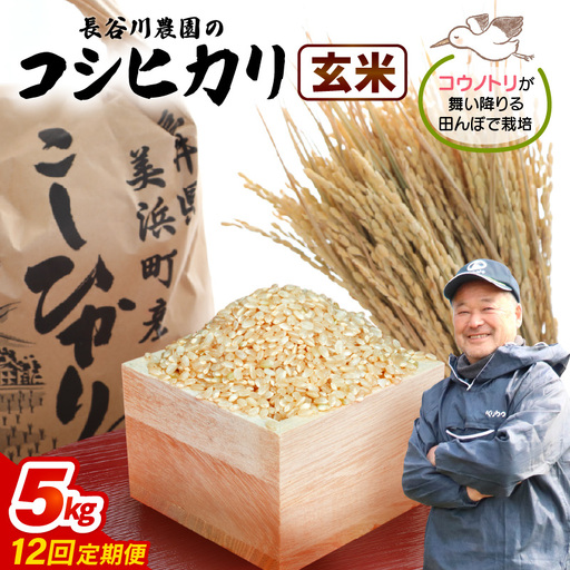 【玄米】定期便 ≪12ヶ月連続お届け≫コシヒカリ 令和8年産 玄米 5kg × 12回 (計60kg) 【長谷川農園】 [m22-k003]