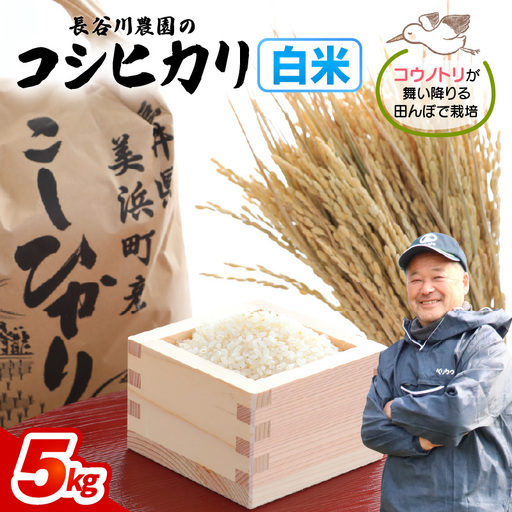 [白米]5kg コシヒカリ 令和8年産 白米[長谷川農園] [m22-a012]