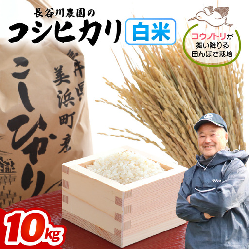 【白米】10kg コシヒカリ 令和8年産 白米【長谷川農園】 [m22-b005]