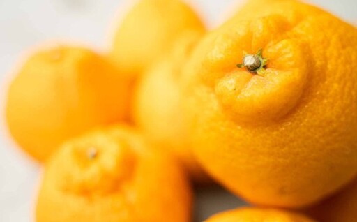 ＜ R8年熊本地震復興支援 ＞不知火 約3kg 7～10玉 【2027年2月下旬～4月上旬発送予定】