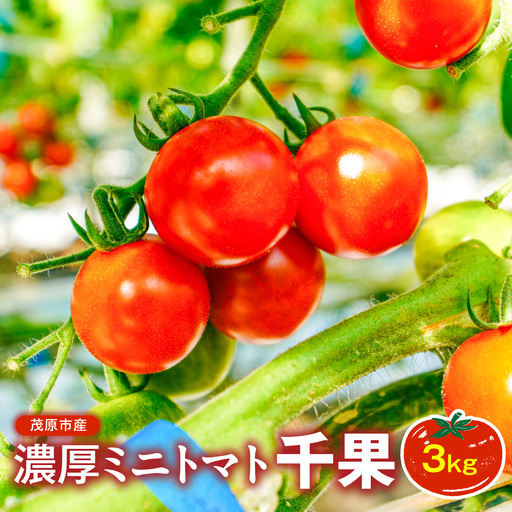 濃厚ミニトマト3kg千果 MBBG002