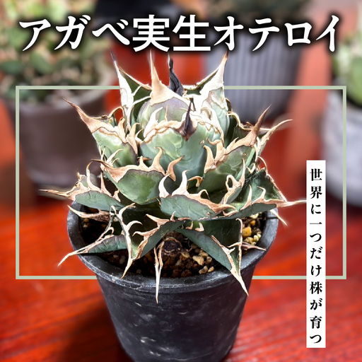 アガベ実生オテロイ
