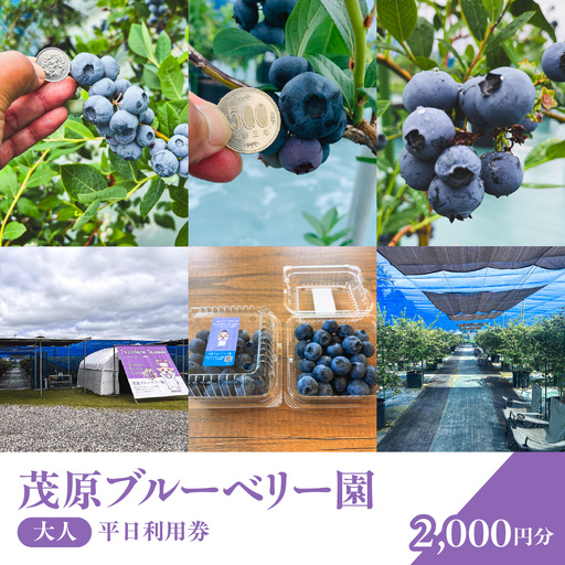 【先行予約】茂原ブルーベリー園　大人　平日利用券　2,000円分 MBCA002