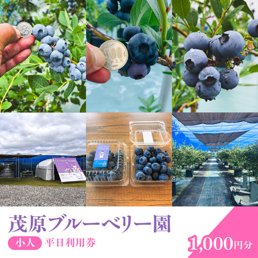 [先行予約]茂原ブルーベリー園 小人 平日利用券 1,000円分