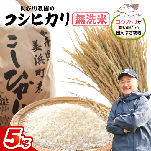 [無洗米]5kg コシヒカリ 令和8年産 無洗米[長谷川農園] [m22-a011]