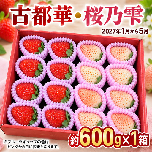 紅白(古都華・桜乃雫)大粒 1箱 [fuj06_R9]