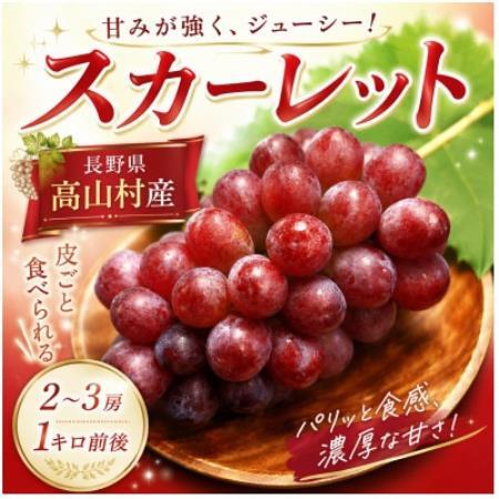 長野県高山村産「スカーレット」約1kg(2～3房)|種なし皮ごと食べられる希少ぶどう【配送不可地域：離島】【1745076】