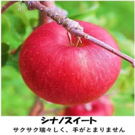信州りんごシナノスイート　7個～12個(計約2.8kg)【1748766】