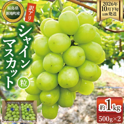 【2026年10月下旬以降順次発送】福島県 新地町産 シャインマスカット1kg 家庭用 (500g×2p) | 粒売り 果物 くだもの ぶどう 葡萄 ブドウ フルーツ 旬 産地直送 農家直送 人気 おすすめ 送料無料 お取り寄せ 種無し訳あり わけあり
