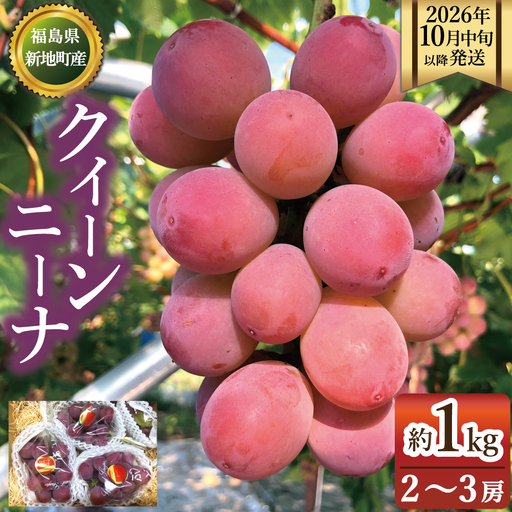 【2026年10月中旬以降順次発送】福島県 新地町産 クイーンニーナ1kg（2～3房）|果物 くだもの ぶどう 葡萄 ブドウ フルーツ 旬 産地直送 農家直送 人気 おすすめ 送料無料 お取り寄せ 種無し訳あり わけあり
