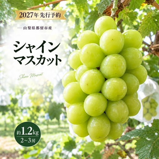 [2027年 先行予約] 山梨県 都留市産 ぶどう シャインマスカット