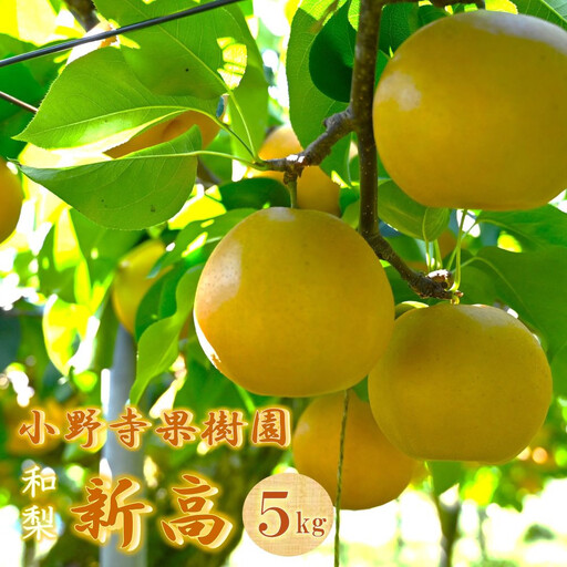 梨「新高」約5kg（6～10玉入）【小野寺果樹園】｜梨 ナシ こだわりの梨 フルーツ 果物 旬の梨 宮城県角田市 約5kg