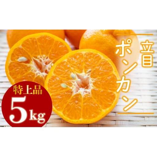 【2027年1月より発送】高知県産 立目ぽんかん 5kg 贈答用 特上品 みかん 須崎市 KJS023