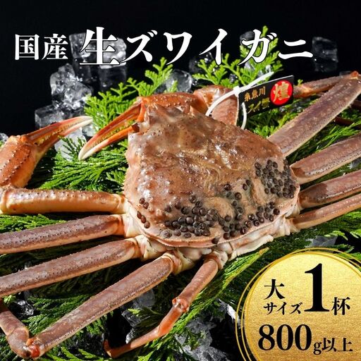 〈期間限定〉生 本ズワイガニ 800g以上×1杯 姿 生きたまま発送 生蟹 糸魚川産 鮮度抜群！獲れたて直送 ずわいがに かに 蟹 ヒスイ水産 国産 日本海 新潟 新鮮 タグ付き 11月から漁開始 ギフトにも おススメ カニ ヒスイ蟹