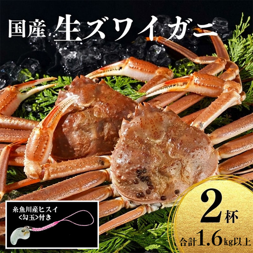 〈期間限定〉生 本ズワイガニ 800g以上×2杯 計1.6kg以上 《ヒスイ勾玉付き》 姿 生きたまま発送 生蟹 糸魚川産 鮮度抜群！獲れたて直送 ずわいがに かに 蟹 ヒスイ水産 国産 日本海 新潟 新鮮 タグ付き 11月から漁開始 ギフトにも おススメ カニ ヒスイ蟹