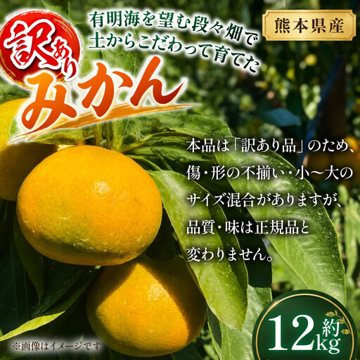[ 訳あり ・ 熊本市産 ] 有明海を望む段々畑で、土からこだわって育てたみかん 約12kg 温州みかん 果物 フルーツ 果実 果汁 果肉 国産 熊本県産 産地直送 [ 2027年2月下旬まで発送予定 ]