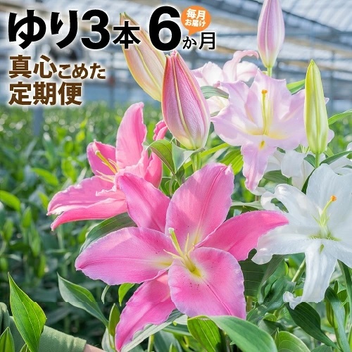 【6回分】毎月届くオリエンタルリリー3本の定期便 Sosy-A01